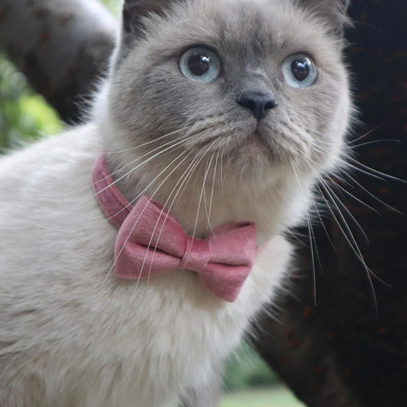 Gravata de Veludo para Gatos
