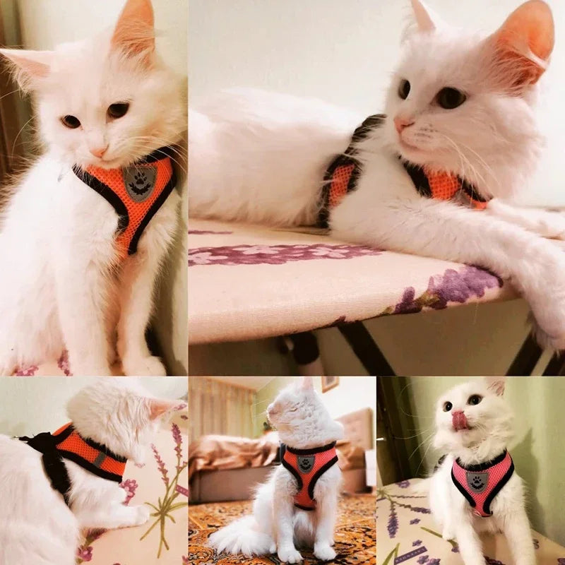 Arnês peitoral para Gato