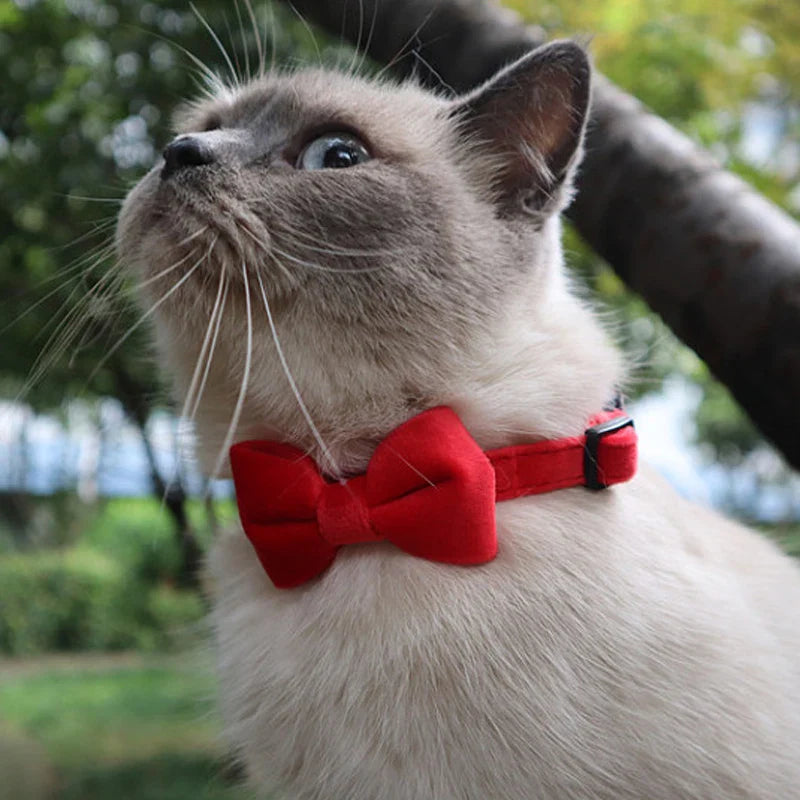 Gravata de Veludo para Gatos