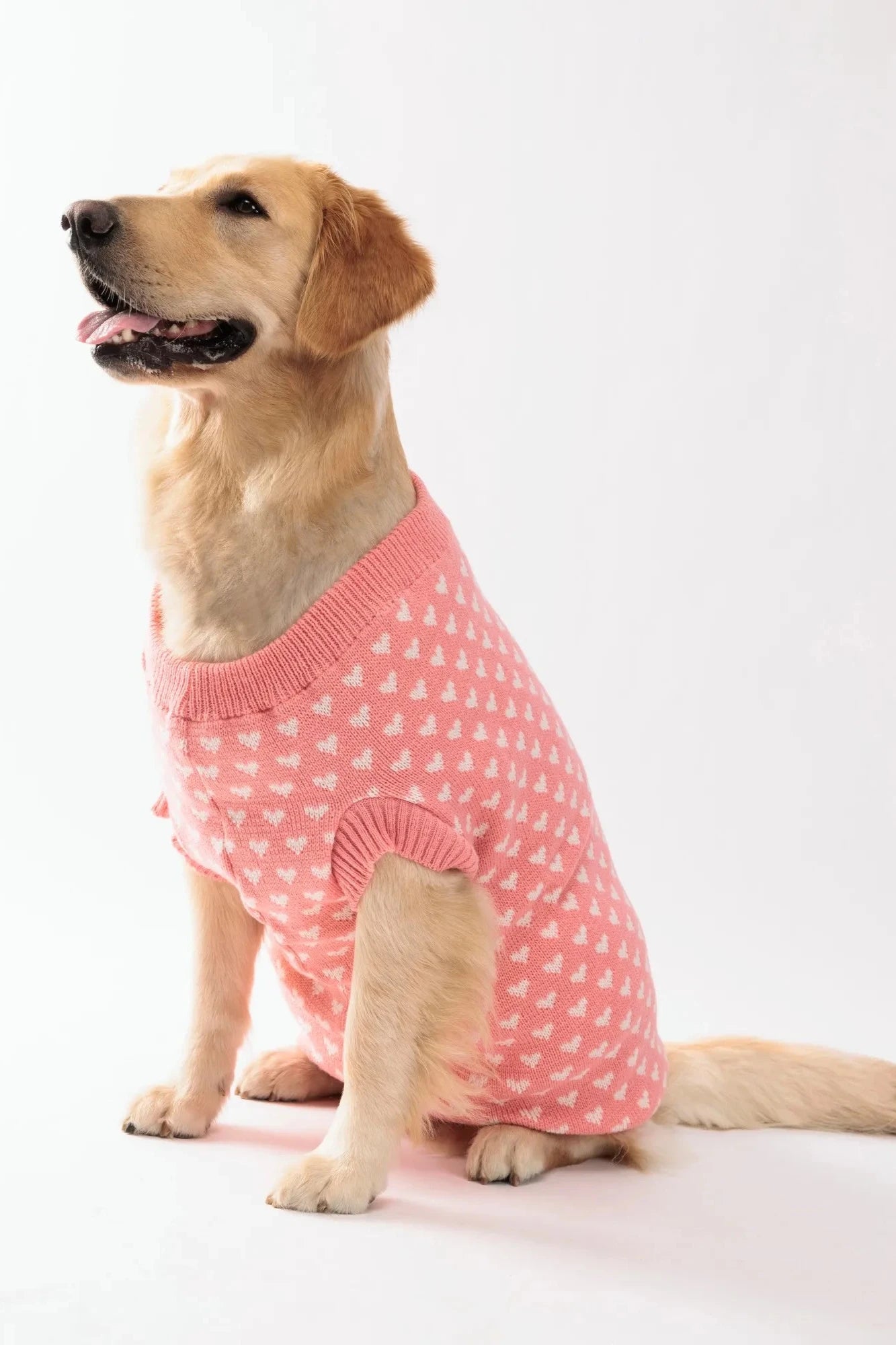 Camisola para cão
